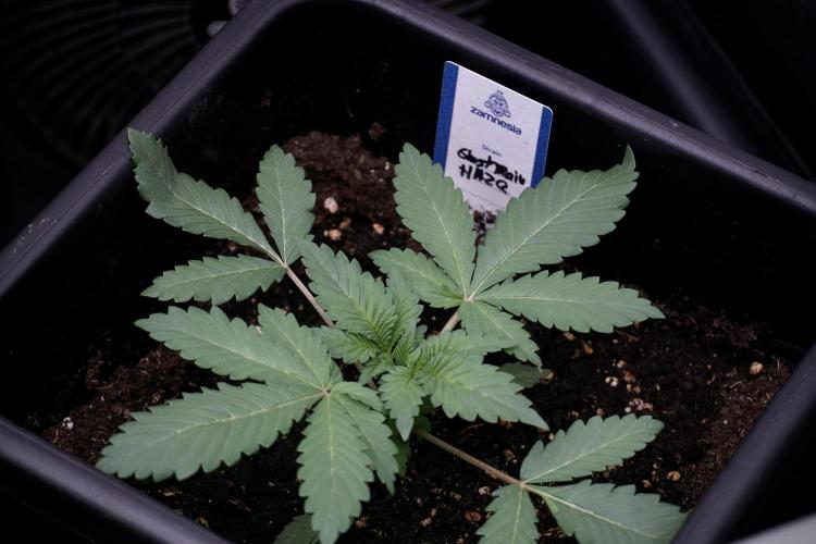 Catching The Ghost Train Haze @ Zamnesia. Week 4 - GTH in tent 