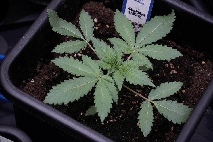 Catching The Ghost Train Haze @ Zamnesia. Week 4 - GTH in tent 