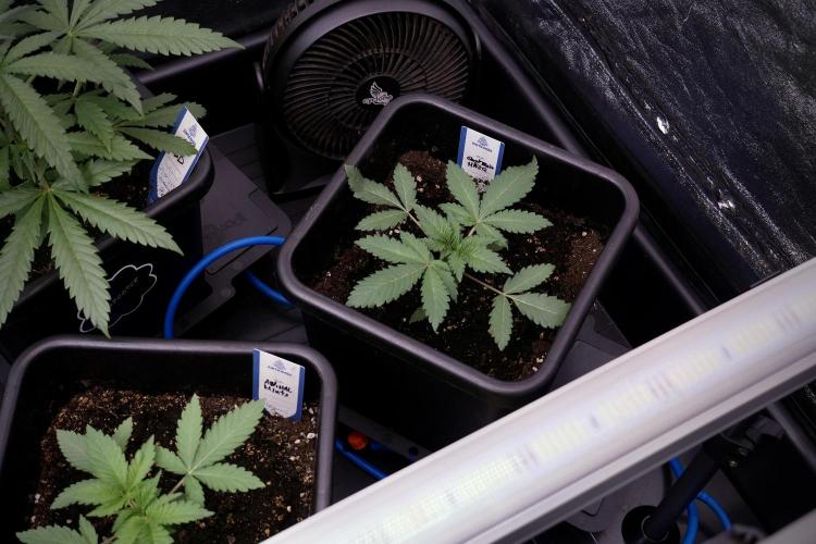 Catching The Ghost Train Haze @ Zamnesia. Week 4 - GTH in tent 