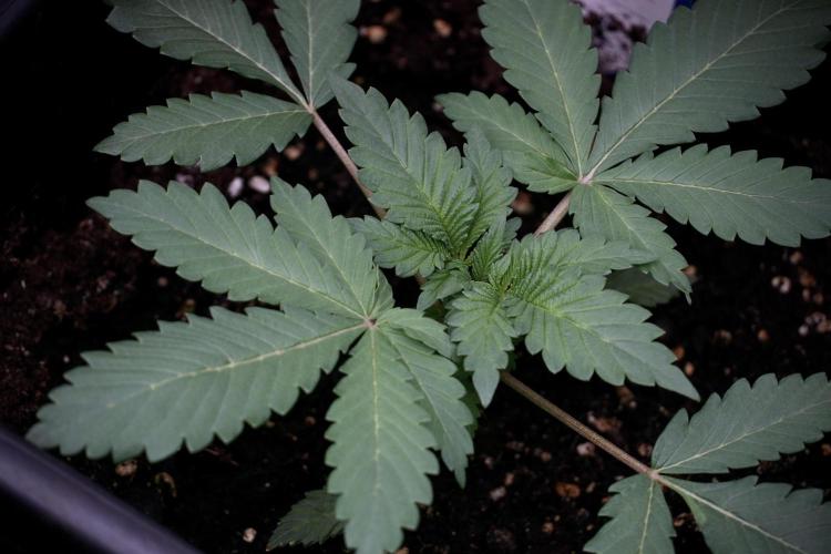 Catching The Ghost Train Haze @ Zamnesia. Week 4 - GTH in tent 