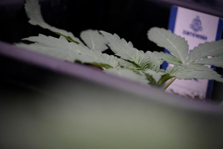 Catching The Ghost Train Haze @ Zamnesia. Week 4 - GTH in tent 