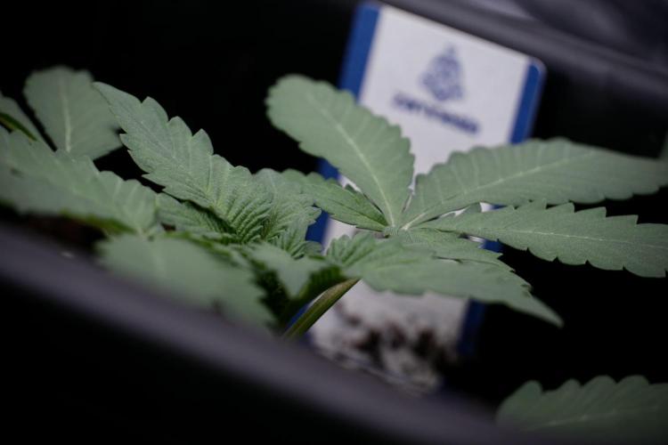 Catching The Ghost Train Haze @ Zamnesia. Week 4 - GTH in tent 