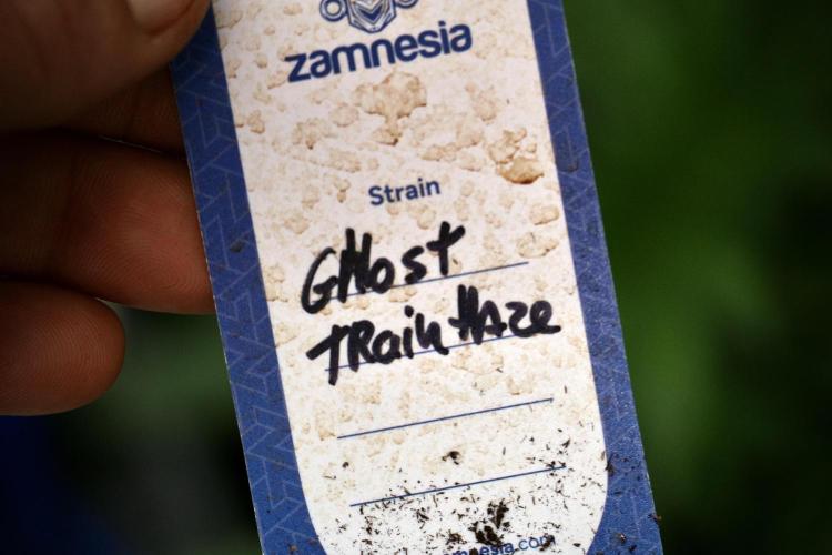 Catching The Ghost Train Haze @ Zamnesia. Week 4 - GTH in tent 