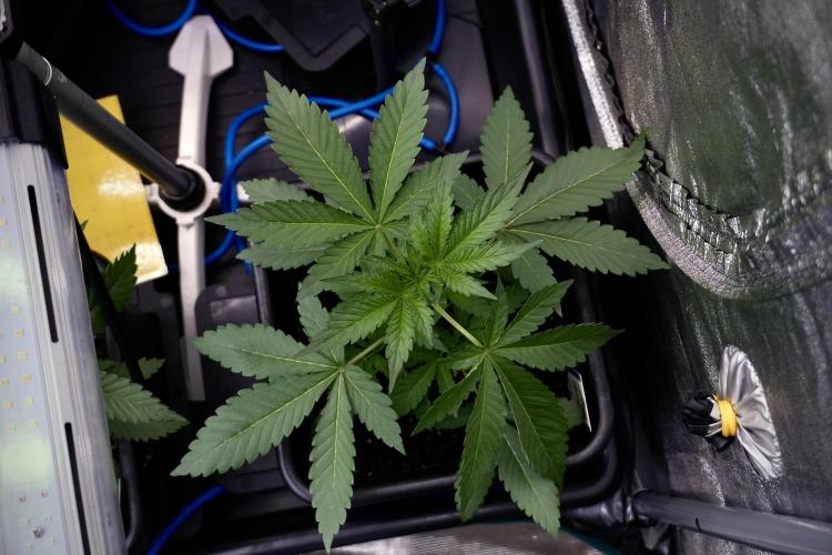 Catching The Ghost Train Haze @ Zamnesia. Week 4 - GTH in tent 