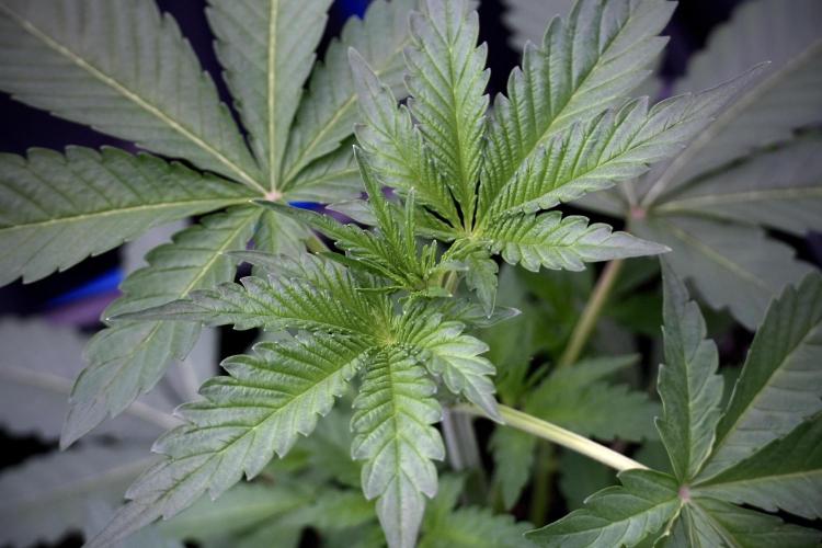 Catching The Ghost Train Haze @ Zamnesia. Week 4 - GTH in tent 