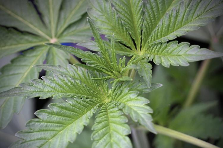 Catching The Ghost Train Haze @ Zamnesia. Week 4 - GTH in tent 