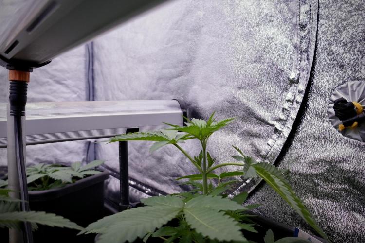 Catching The Ghost Train Haze @ Zamnesia. Week 4 - GTH in tent 