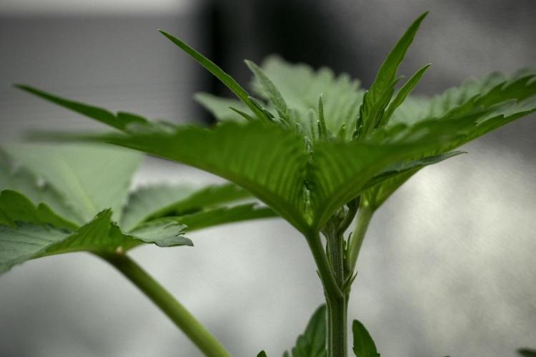 Catching The Ghost Train Haze @ Zamnesia. Week 4 - GTH in tent 