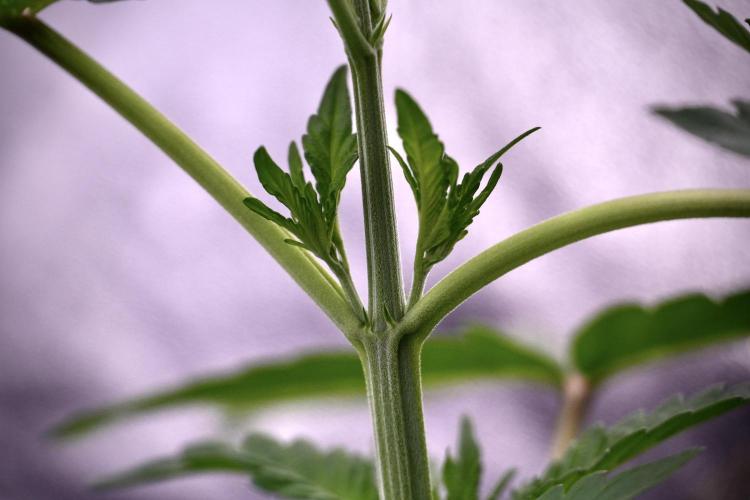 Catching The Ghost Train Haze @ Zamnesia. Week 4 - GTH in tent 