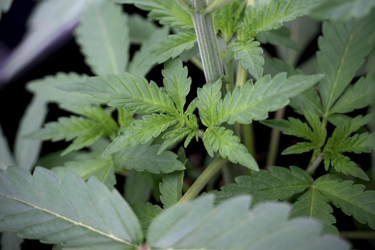 Catching The Ghost Train Haze @ Zamnesia. Week 4 - GTH in tent 