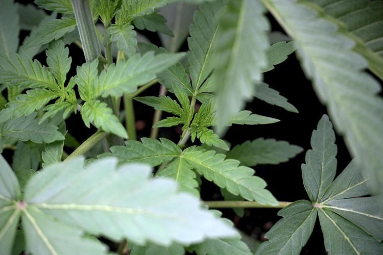 Catching The Ghost Train Haze @ Zamnesia. Week 4 - GTH in tent 