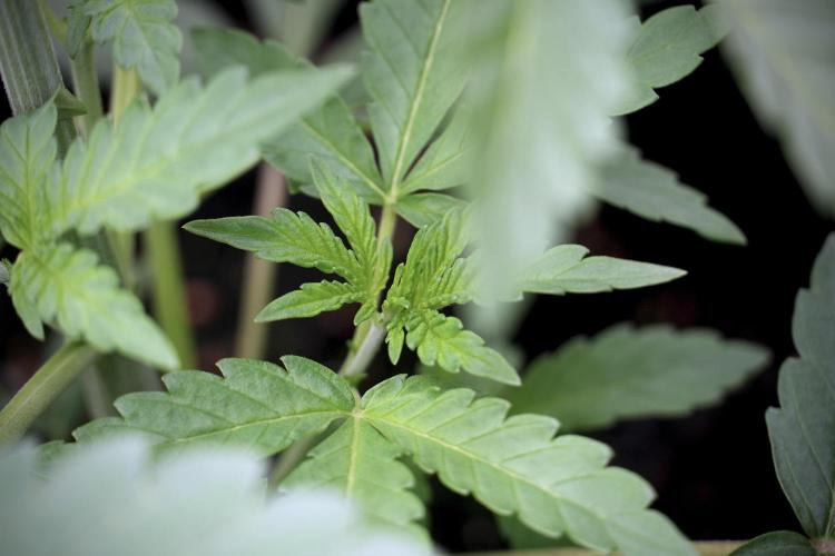 Catching The Ghost Train Haze @ Zamnesia. Week 4 - GTH in tent 