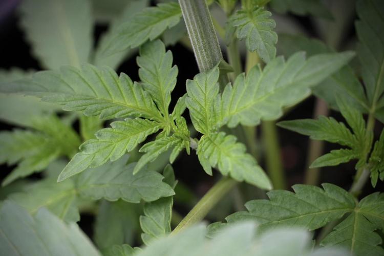 Catching The Ghost Train Haze @ Zamnesia. Week 4 - GTH in tent 