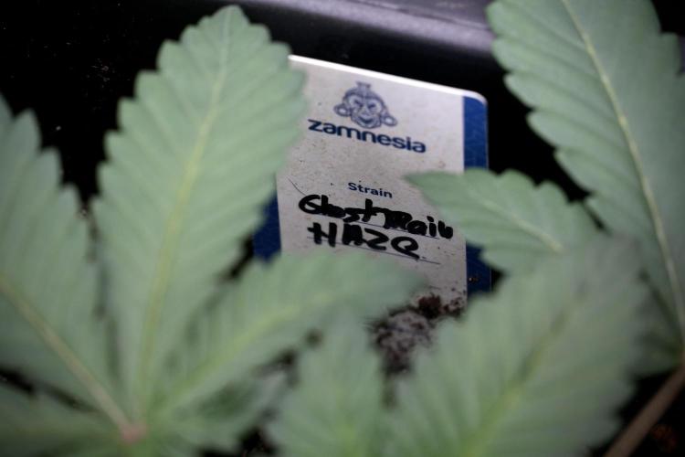 Catching The Ghost Train Haze @ Zamnesia. Week 4 - GTH in tent 