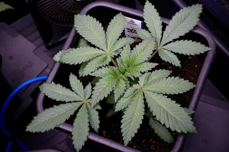 Catching The Ghost Train Haze @ Zamnesia. Week 4 - GTH in tent 