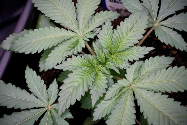 Catching The Ghost Train Haze @ Zamnesia. Week 4 - GTH in tent 