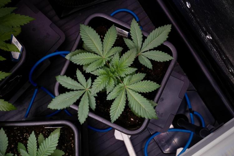 Catching The Ghost Train Haze @ Zamnesia. Week 4 - GTH in tent 