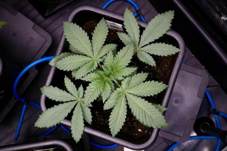 Catching The Ghost Train Haze @ Zamnesia. Week 4 - GTH in tent 