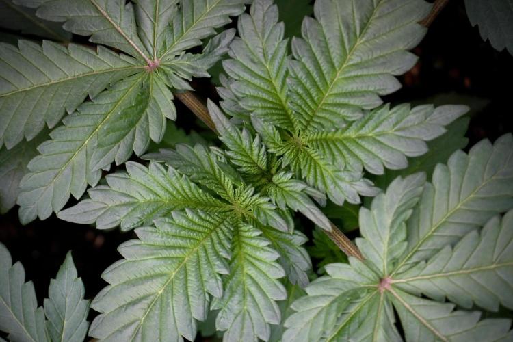 Catching The Ghost Train Haze @ Zamnesia. Week 4 - GTH in tent 