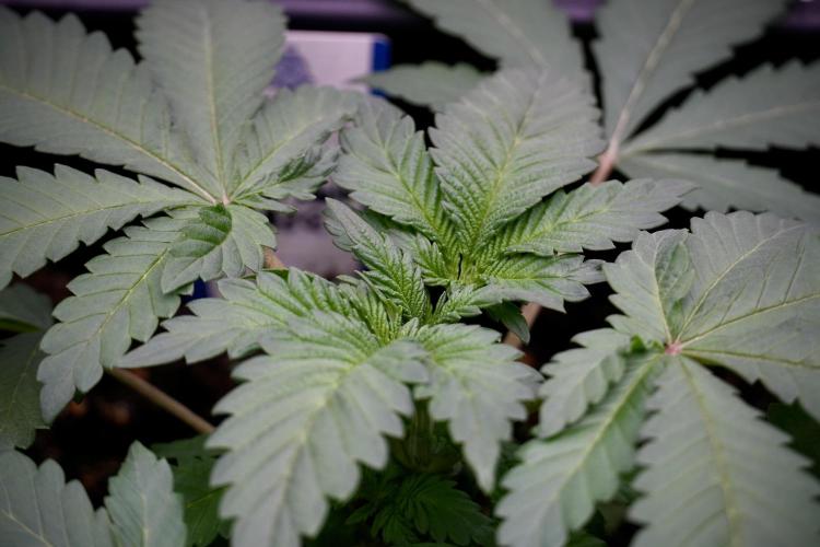 Catching The Ghost Train Haze @ Zamnesia. Week 4 - GTH in tent 