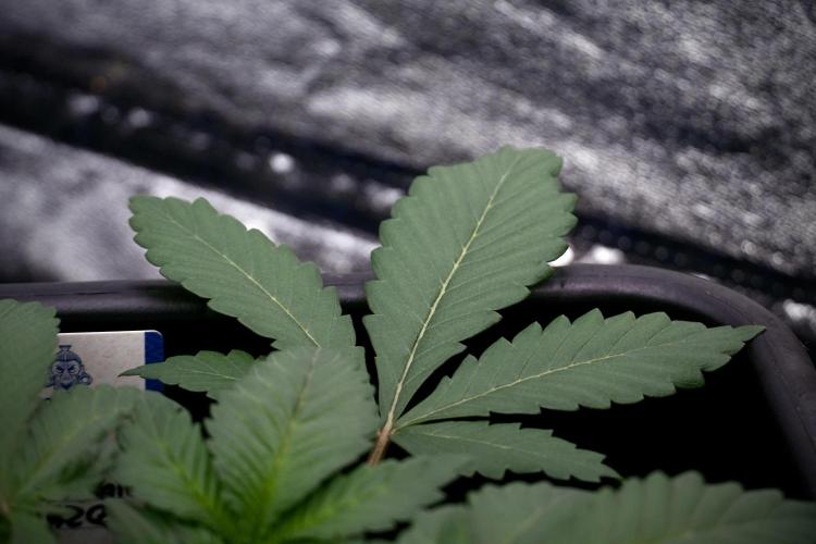 Catching The Ghost Train Haze @ Zamnesia. Week 4 - GTH in tent 