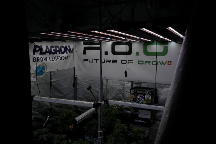 Catching The Ghost Train Haze @ Zamnesia. Week 4 - Room and vibes 