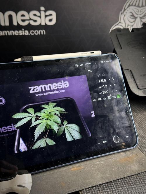 Catching The Ghost Train Haze @ Zamnesia. Week 4 - Room and vibes 