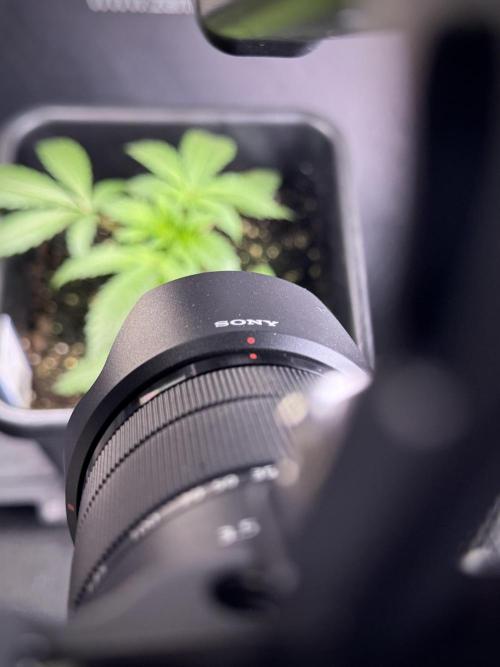 Catching The Ghost Train Haze @ Zamnesia. Week 4 - Room and vibes 