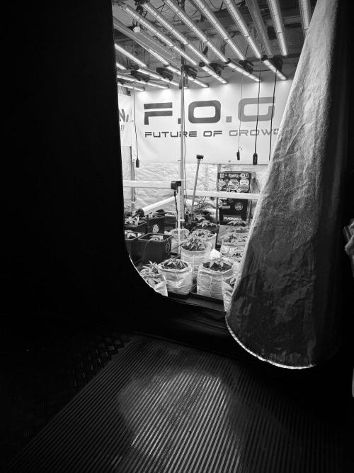 Catching The Ghost Train Haze @ Zamnesia. Week 4 - Room and vibes 