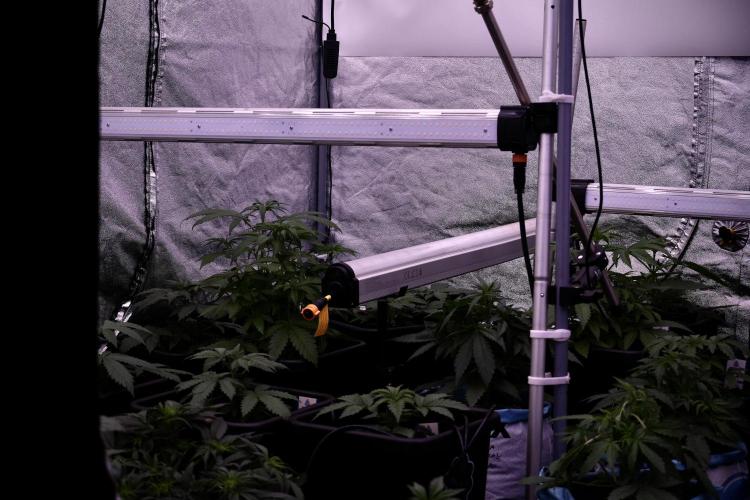 GMO Cookies Served with extra curiosity. Week 4 - Room and vibes