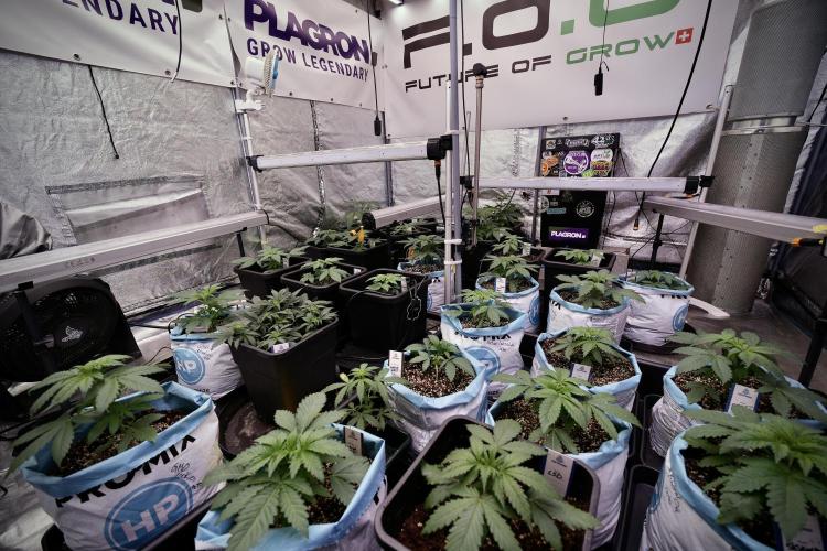 Skywalker OG Legends of the 12/12 Galaxy. Week 4 - Room and vibes 