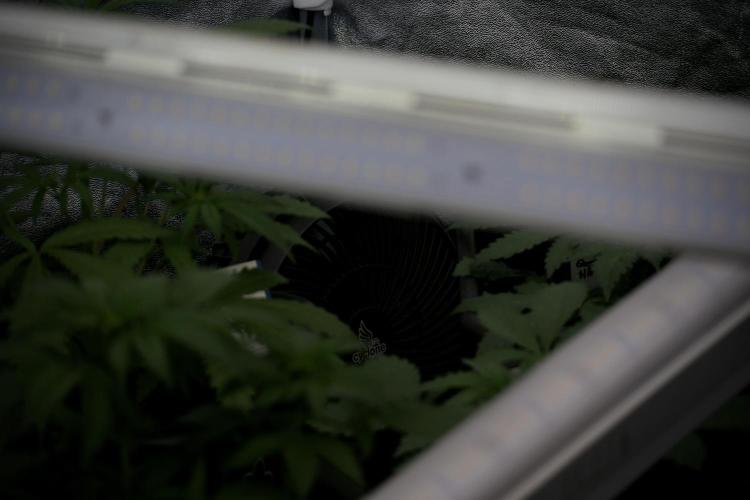 SOUR DIESEL-The Ascension of a Legend. Week 5 - Room and vibes nutrition and all 