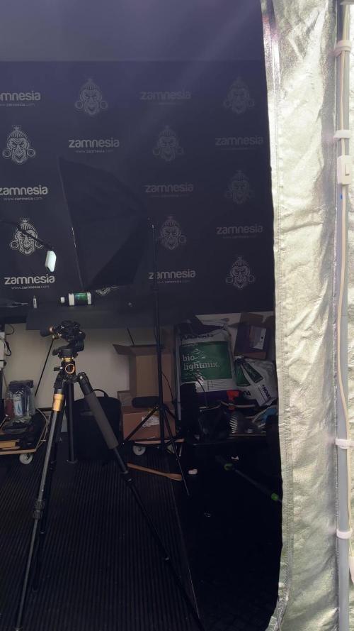 SOUR DIESEL-The Ascension of a Legend