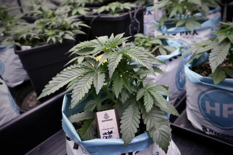 TicaL X Zamnesia-NectarDrip pack#268/750. Week 6 - Plant A