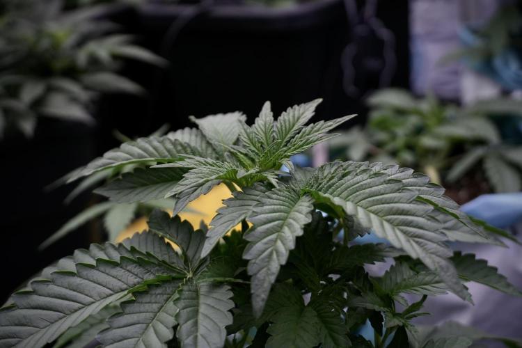 TicaL X Zamnesia-NectarDrip pack#268/750. Week 6 - Plant A