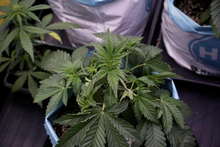 TicaL X Zamnesia-NectarDrip pack#268/750. Week 6 - Plant A