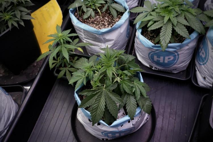 TicaL X Zamnesia-NectarDrip pack#268/750. Week 6 - Plant A