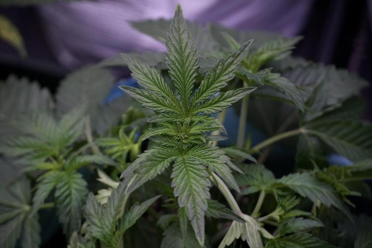 TicaL X Zamnesia-NectarDrip pack#268/750. Week 6 - Plant A