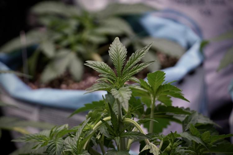 TicaL X Zamnesia-NectarDrip pack#268/750. Week 6 - Plant A