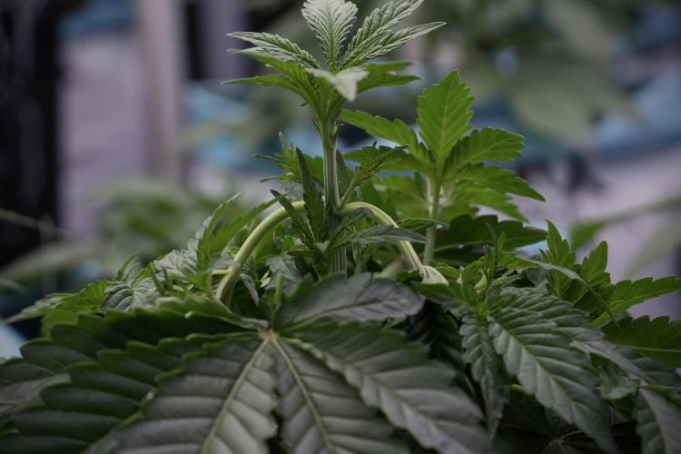 TicaL X Zamnesia-NectarDrip pack#268/750. Week 6 - Plant A