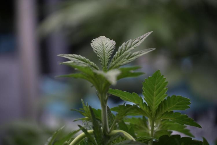 TicaL X Zamnesia-NectarDrip pack#268/750. Week 6 - Plant A