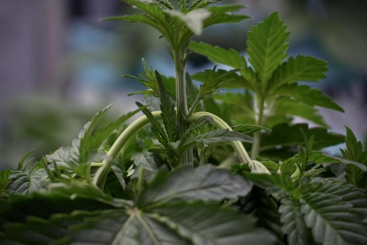 TicaL X Zamnesia-NectarDrip pack#268/750. Week 6 - Plant A