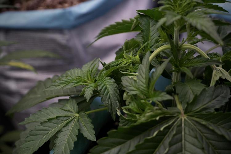 TicaL X Zamnesia-NectarDrip pack#268/750. Week 6 - Plant A