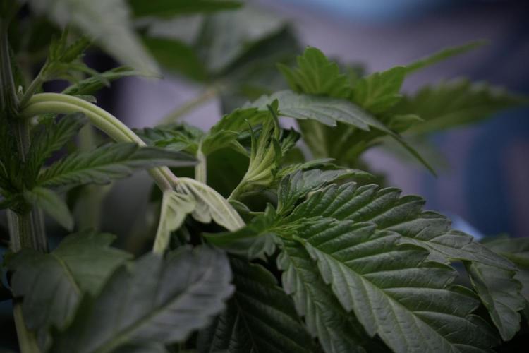 TicaL X Zamnesia-NectarDrip pack#268/750. Week 6 - Plant A