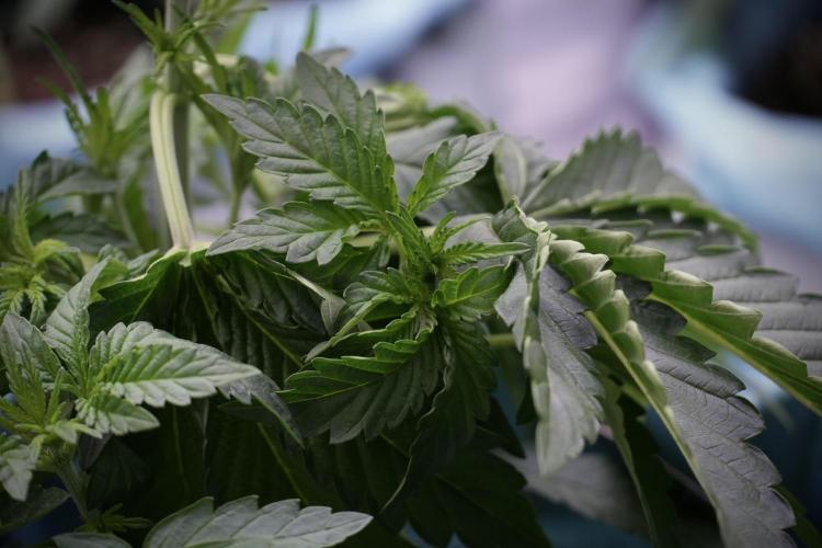 TicaL X Zamnesia-NectarDrip pack#268/750. Week 6 - Plant A