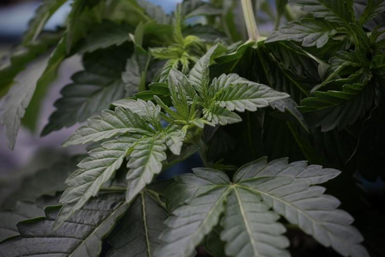 TicaL X Zamnesia-NectarDrip pack#268/750. Week 6 - Plant A