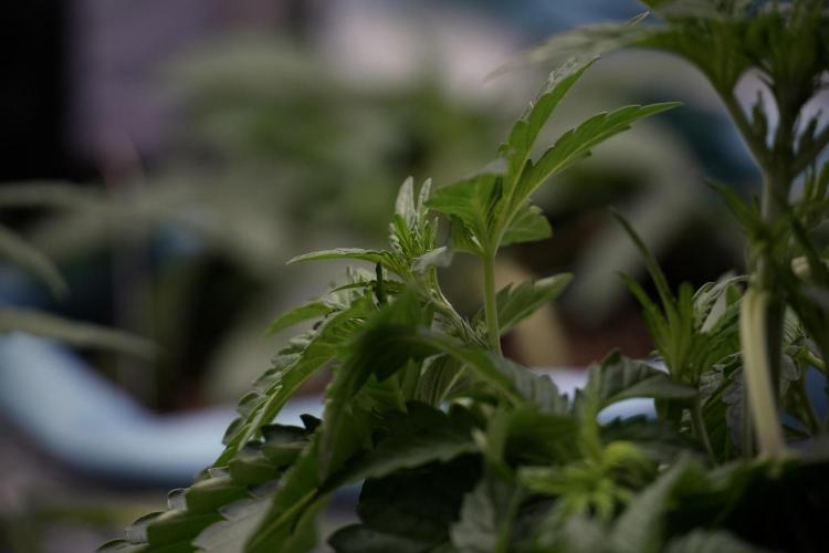 TicaL X Zamnesia-NectarDrip pack#268/750. Week 6 - Plant A