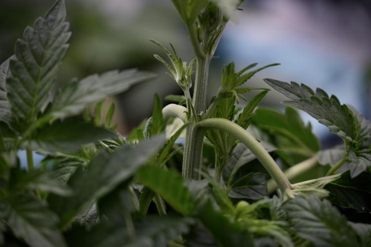 TicaL X Zamnesia-NectarDrip pack#268/750. Week 6 - Plant A