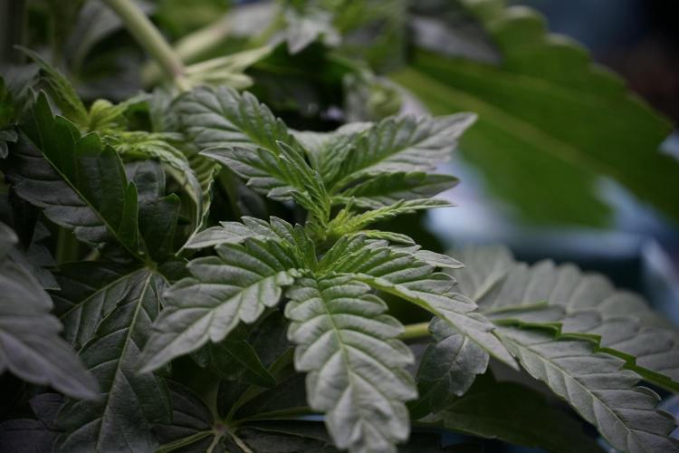 TicaL X Zamnesia-NectarDrip pack#268/750. Week 6 - Plant A