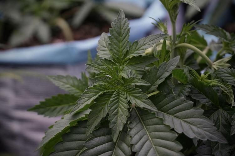 TicaL X Zamnesia-NectarDrip pack#268/750. Week 6 - Plant A